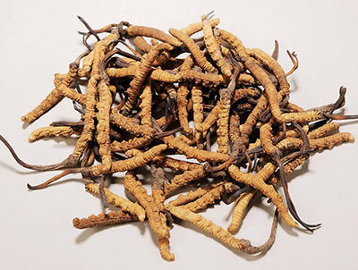 冬蟲夏草